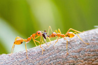 Алармантно: Најгора врста инвазивних мрава не престаје да се шири