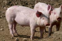 Два милиона КМ за превазилажење посљедица афричке куге свиња