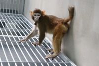 Kina klonirala prvog majmuna vrste rezus