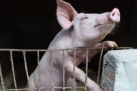 Do kraja sedmice isplata dva miliona KM za saniranje posljedica afričke kuge svinja
