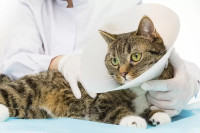 У акцији стерилизације мачака учествује осам амбуланти