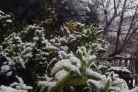 Mandarine, limun, i masline prekrivene snijegom u Trebinju