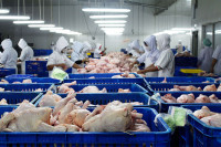 У узлету и производња и извоз пилетине