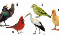 Тест личности: Одаберите птицу која вам се највише допада и откријте нешто важно о себи