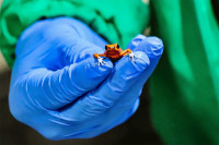 У пртљагу жене пронађено 130 отровних жаба