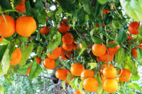 “Kineska jabuka” čudotvorna je za zdravlje: Znate li o kojem se voću radi?