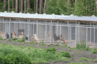 Kozarska Dubica: Zabrinuti za bezbjednost zbog odgajivačnice pasa