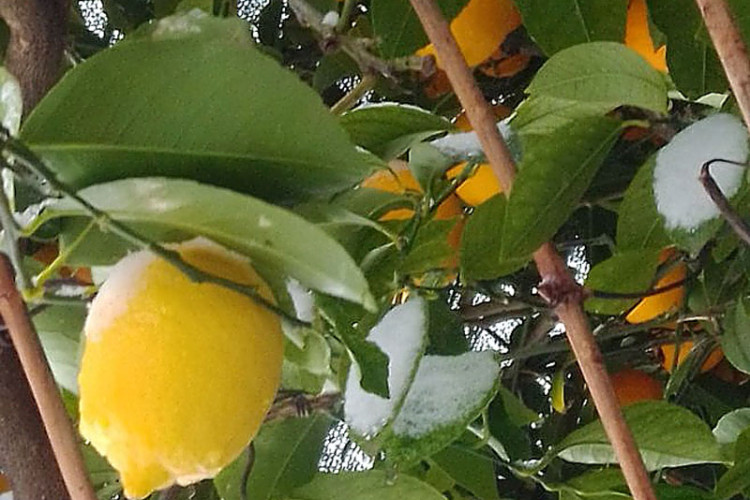 Mandarine, limun, i masline prekrivene snijegom u Trebinju