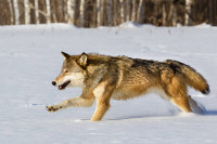 U Tesliću 300 lovaca nije uspjelo uloviti vuka