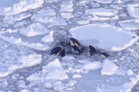 Језик снимак: Китови убице заробљени у пукотини у леду, боре се за живот