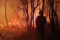 Ватра захватила 30 хектара борове шуме, пожар гаси 100 људи