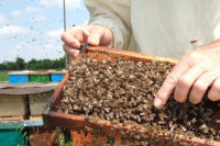 U Beogradu se osniva Evropski pčelarski savez