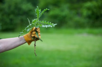 Trik kako uništiti korov u bašti i dvorištu