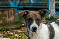 Дивљи пси који живе у области Чернобиља развили геноме отпорне на рак