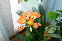 Ако ова биљка процвјета у фебруару значи да у вашу кућу ускоро стижу добре вијести