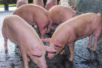 Milići: Kontrola prometa svinja, građani da obrate pažnju