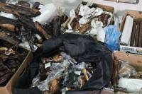 Nije bilo prijavljeno: Carinici u kombiju našli 200 kilograma suvog mesa