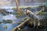 Černobiljski vukovi razvili otpornost na rak