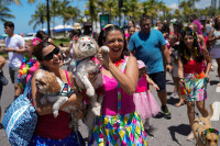 Пси у специјалним костимима обиљежили други дан карневала у Рио де Жанеиру