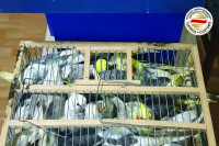 Цариници заплијенили 47 папагаја