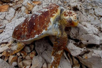 Snimljeno 12 mrtvih kornjača na plaži u Hrvatskoj