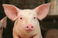 Japanski naučnici uzgojili svinje za transplantaciju organa ljudima