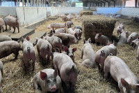 Svinje držane nepropisno na 25 imanja u Bijeljini