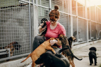 Beograđanke nasamarile vlasnicu pasa: Odnijele joj 26 rasnih ljubimaca