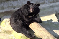 Medvjed Uroš jutros nije ugledao svoju sjenku, evo šta to znači (VIDEO)