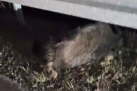 Несрећа на ауто-путу Бањалука-Прњавор: Аутомобил "покосио" дивљу свињу