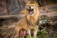 Научници: Животиње се више плаше људи него лавова