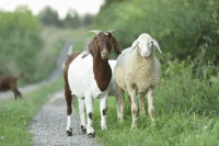 Необична крађа у Котор Варошу: Украо двије овце и три козе