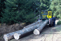 Brodolom drvne industrije