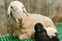 Кинески научници први пут клонирали тибетанске козе