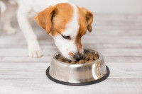 Опрез: Ова храна за псе се повлачи  из продаје, садржи опасну бактерију