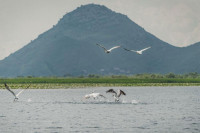 Како су спасени пеликани на Скадарском језеру