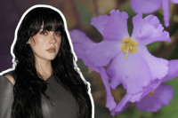 Šta označava „Ramonda“ - cvijet o kojem pjeva Teya Dora