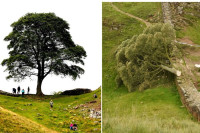 Посјечено ''Робин Худ дрво'' биће јавно изложено у Нортамберленду