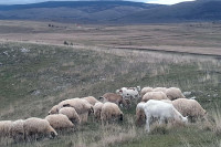 U blizini kuća: Vuk napao stado ovaca u selu kod Drvara