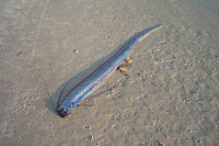 "Div među ribama" pronađen u Jadranu