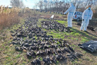 Забрињавајуће: Код Кикинде пронађено 800 мртвих птица!