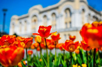 Da li ste znali da postoji tulipan sorte "Banjaluka"?