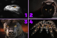 Test podsvijesti sa četiri životinje: Odaberite jednu i saznajte koja je mračna strana vaše ličnosti