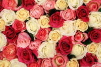 Које цвијеће поклонити женама за 8. март (ФОТО)
