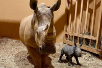 Зоолошки врт у Атланти дозвољава посјетиоцима да именују младунче носорга