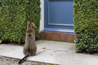 Nepoznata mačka došla vam je na prag: Indijsko vjerovanje upozorava, "U toj kući će uskoro biti..."
