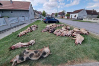 Isplaćena nadoknada za eutanazirane svinje