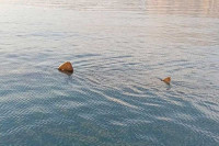 Džinovska ajkula snimljena u Jadranskom moru