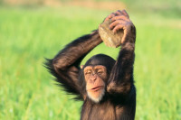 Мајмун гађао публику камењем (VIDEO)