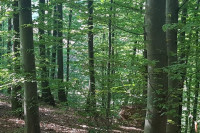 Opustošio šumu: Prnjavorčanin za mjesec dana posjekao 176 stabala